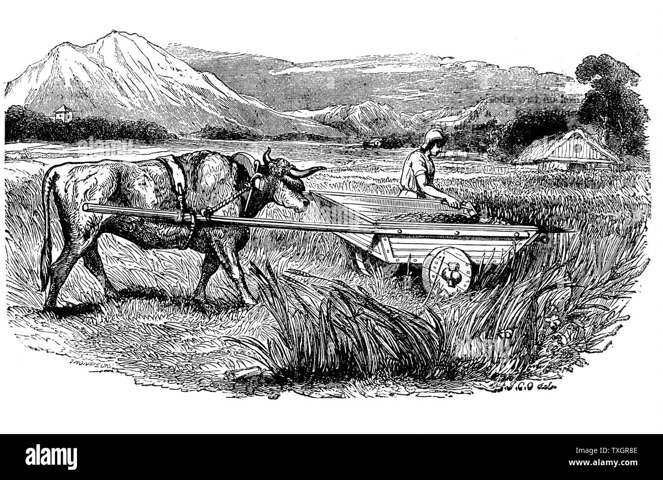 Reconstruction of Roman reaping cart, as described by Pliny. Aristotle believed that motion was a continuous pushing action, and that objects could only travel in a single direction at any one time, that is, in straight lines, not arcs 1860 Engraving Stock Photo