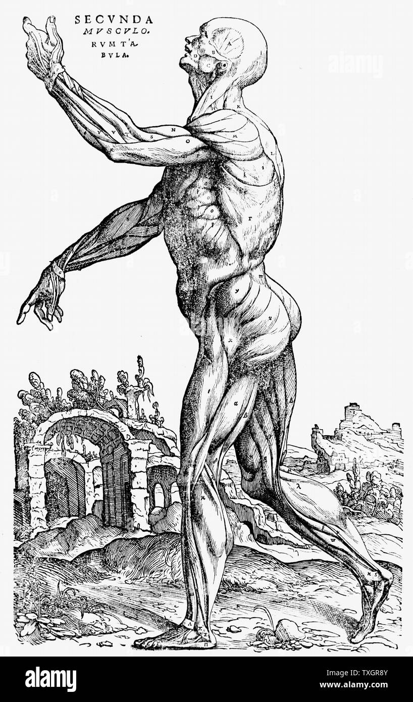 The second plate of the muscles. From Book II of Andreas Vesalius 'De humani corporis fabrica' 1543 Engraving Basel Stock Photo