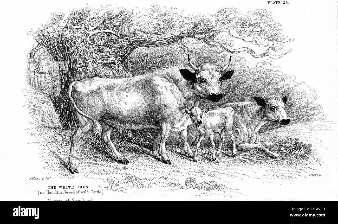 British Wild or Park cattle. Ancient breed surviving in a few small herds in Britain through having been enparked centuries ago. Those shown here are the Hamilton strain (Scottish). The Chillingham is another (English) strain. From William Jardine 'The Naturlist's Library series' Bull, cow and calf c1840 Engraving Stock Photo
