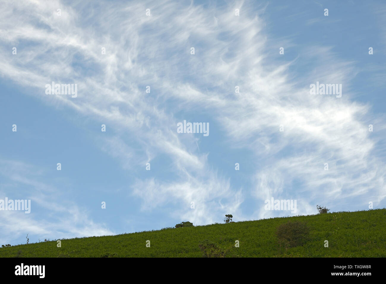 Cirrus clouds over hilltop, Heddon Valley, Devon. Stock Photo