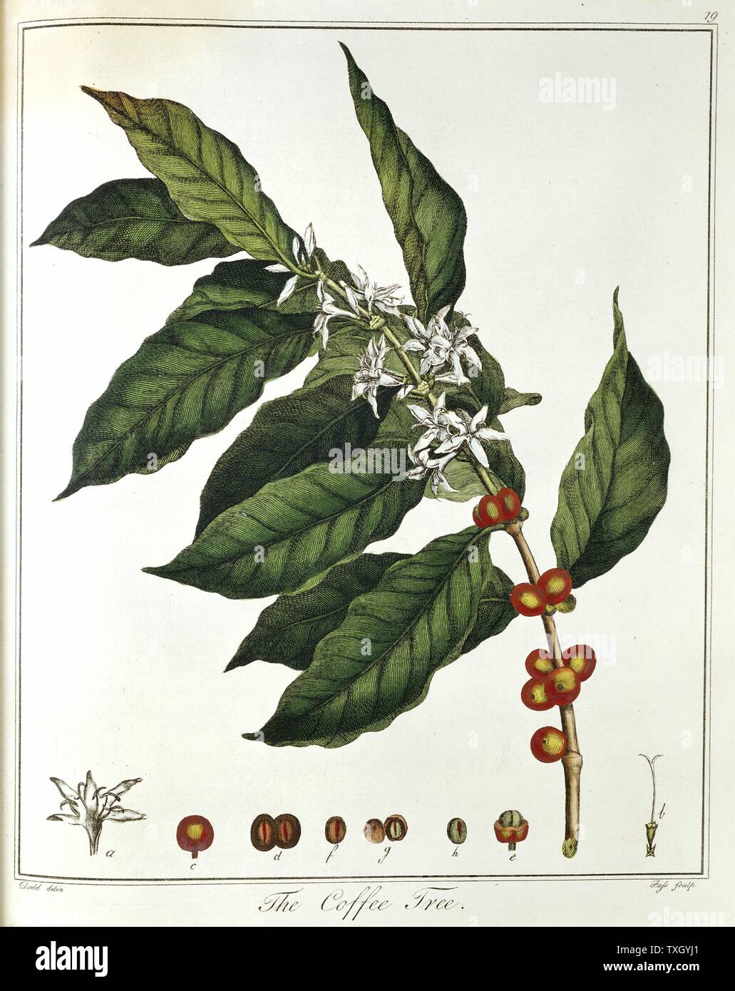 Sprig of Coffee (Coffea arabica) showing flowers and beans. Hand-coloured engraving published London 1798 Stock Photo