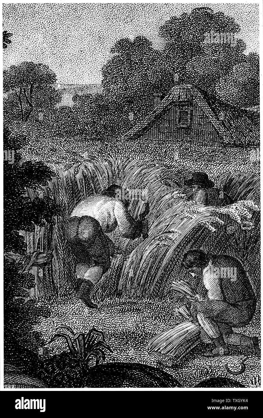 Reaping with sickles and binding the sheaves, England. Stipple engraving c1800 Stock Photo