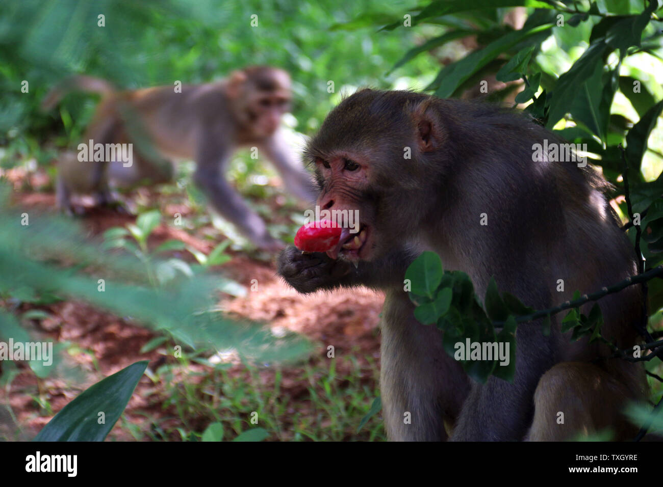 Dhaka, Bangladesh. 23rd June, 2019. A monkey tastes an ice cream bar