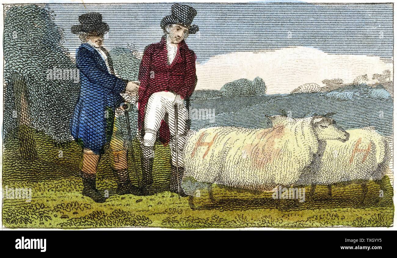 Farmers discussing Dishley (New Leicester) sheep. Breed result of selective breeding programme carried out by Robert Bakewell (1725-95) on farm at Dishley, Leicestershire. Engraving London 1822 Stock Photo