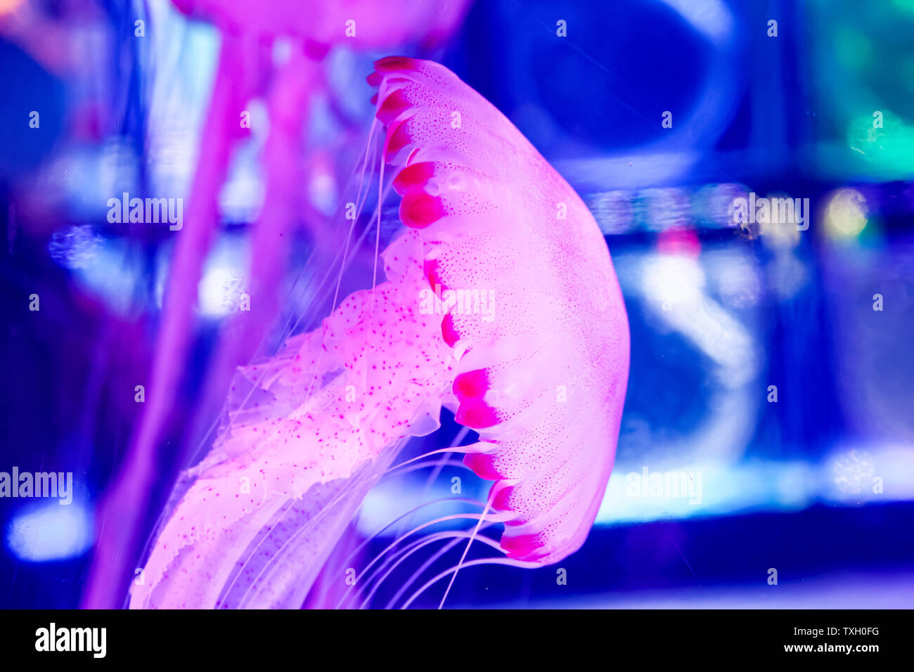 Shanghai Haichang Ocean Park jellyfish Stock Photo Alamy
