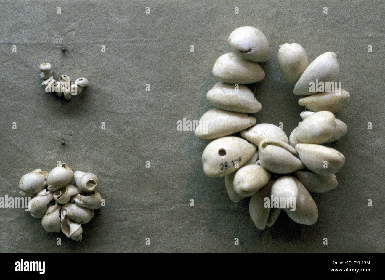 Strings of Cowrie shells. Through the ages, these have been widely used as a form of currency. Stock Photo
