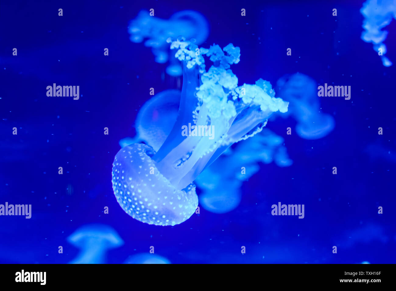 Shanghai Haichang Ocean Park jellyfish Stock Photo Alamy