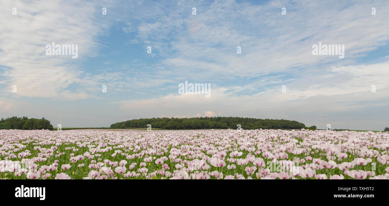 Opium poppy field row of trees hi-res stock photography and images - Alamy