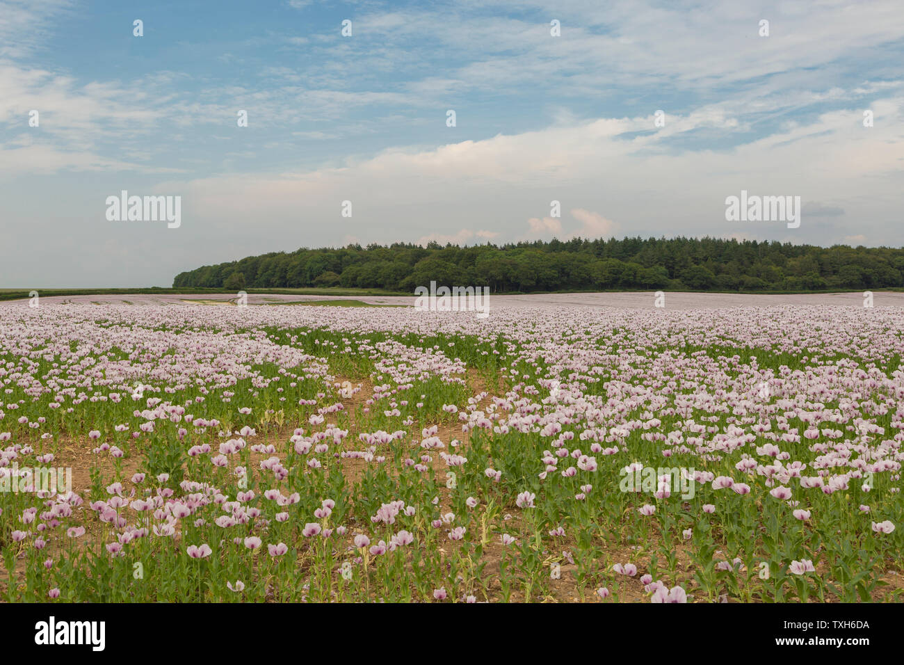 Opium poppy field with trees hi-res stock photography and images - Alamy