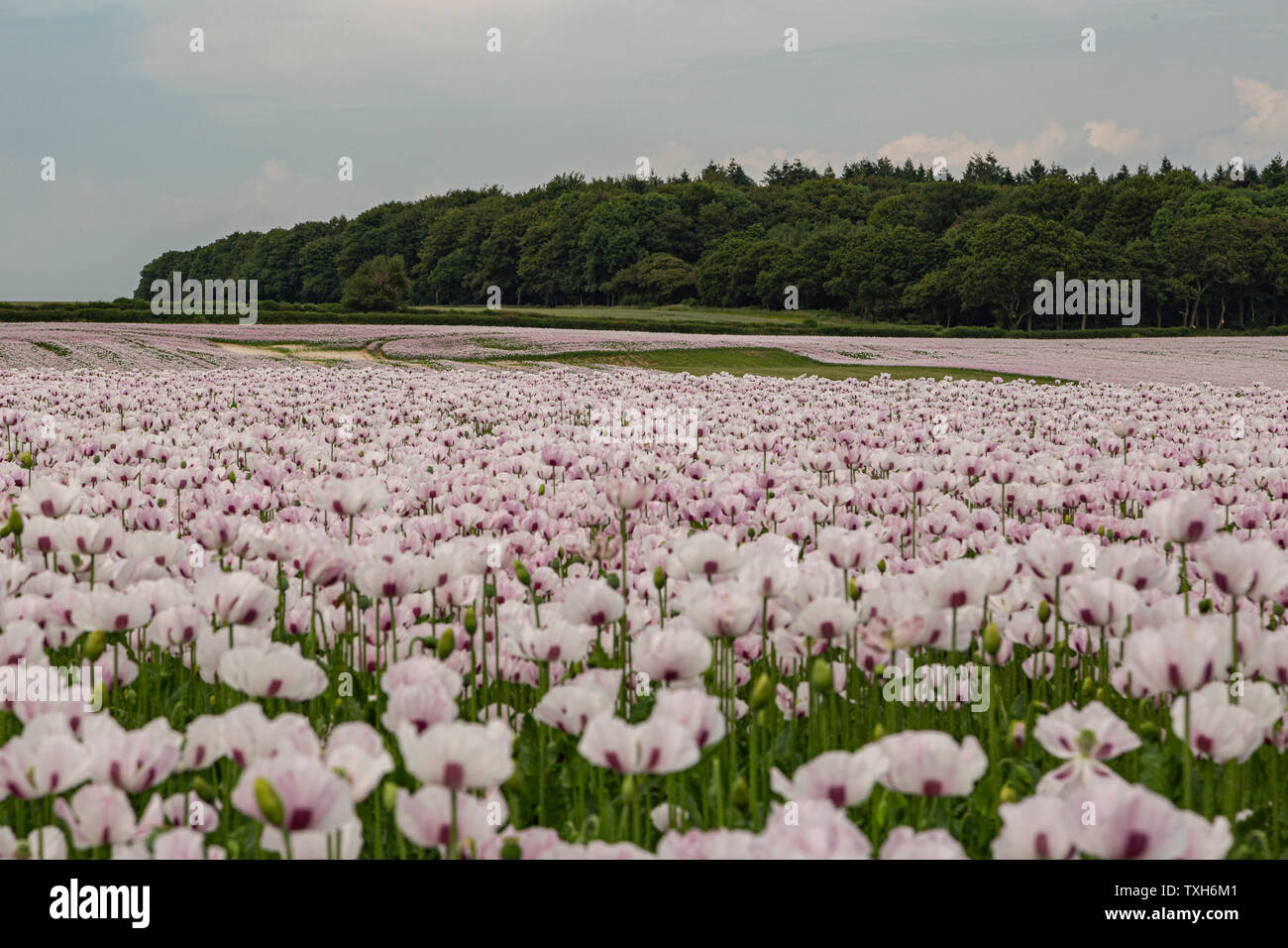 Opium poppy field row of trees hi-res stock photography and images - Alamy