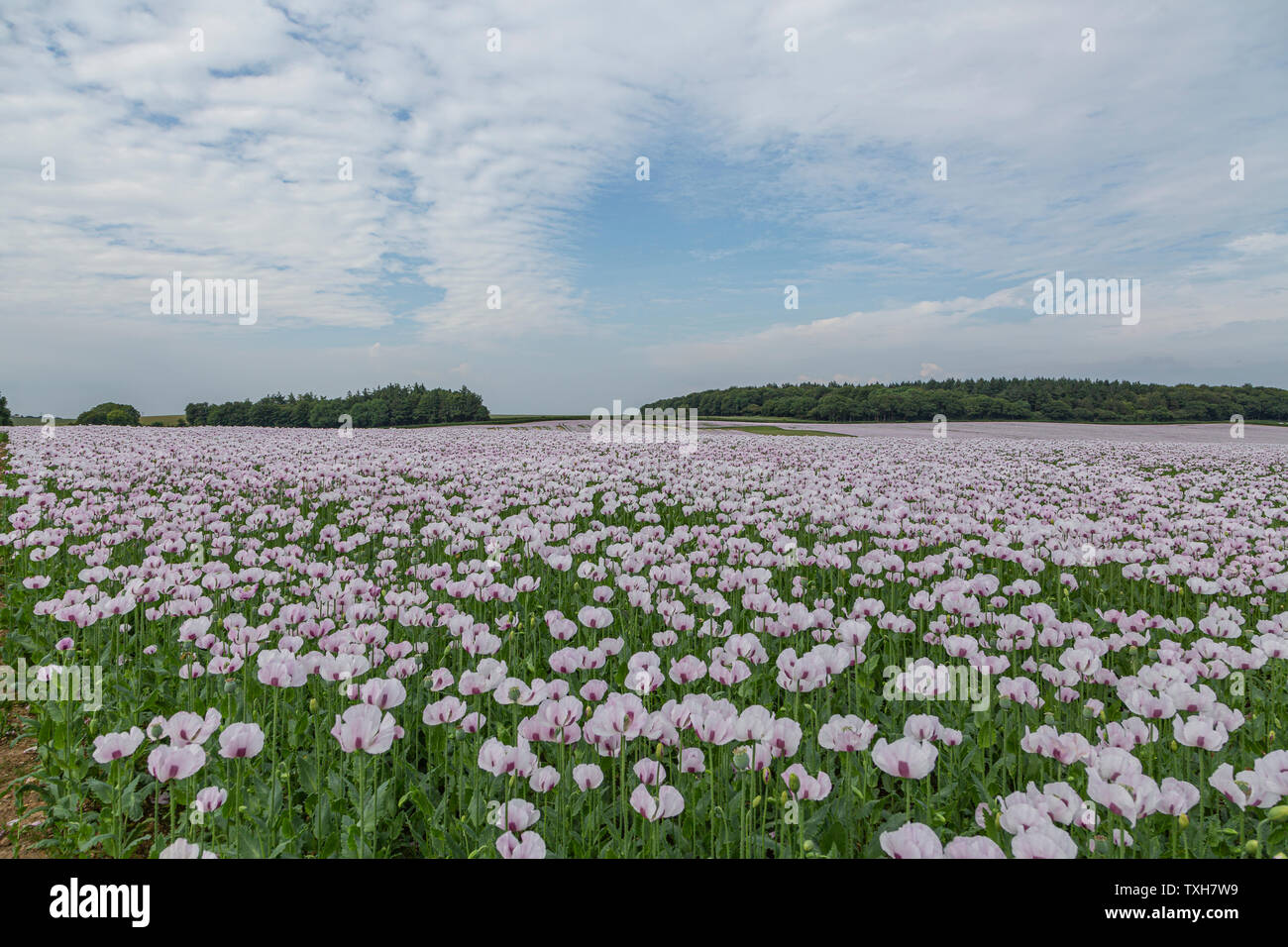 Opium poppy field row of trees hi-res stock photography and images - Alamy