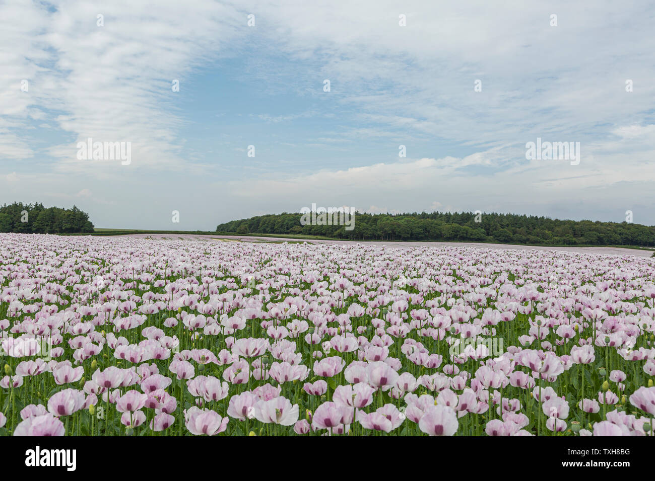 Opium poppy field row of trees hi-res stock photography and images - Alamy