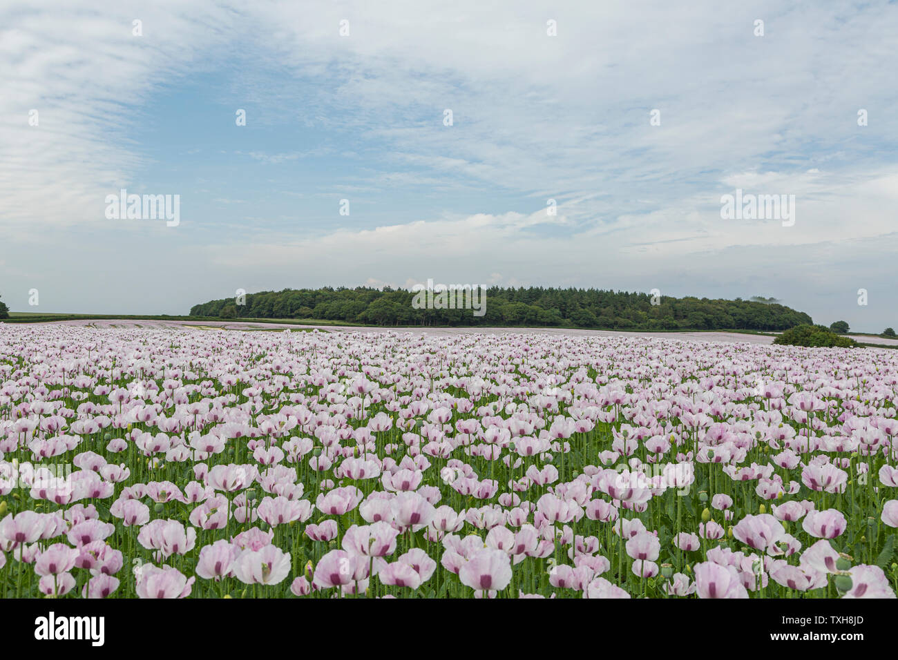 Opium poppy field row of trees hi-res stock photography and images - Alamy