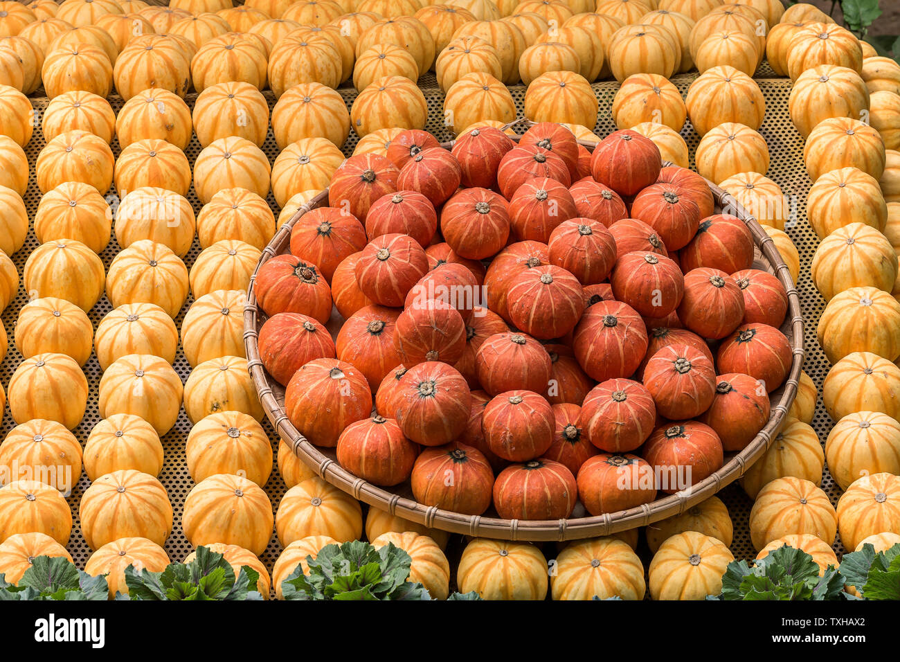 Many neatly placed pumpkins, photographed at Shandong Shouguang Cuisine Expo Stock Photo