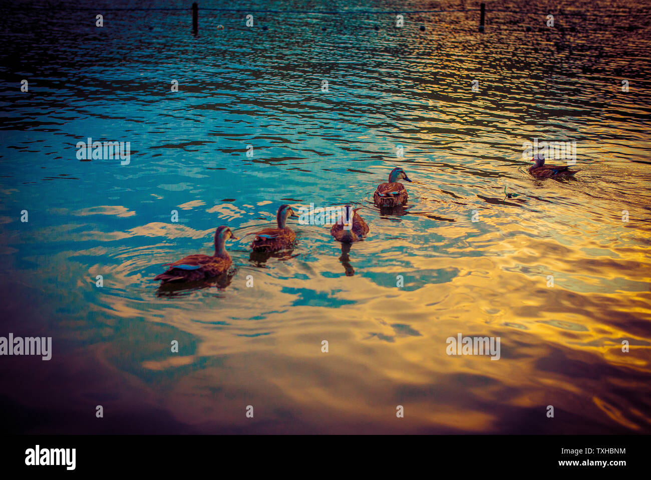 Photographs with West Lake Stock Photo - Alamy