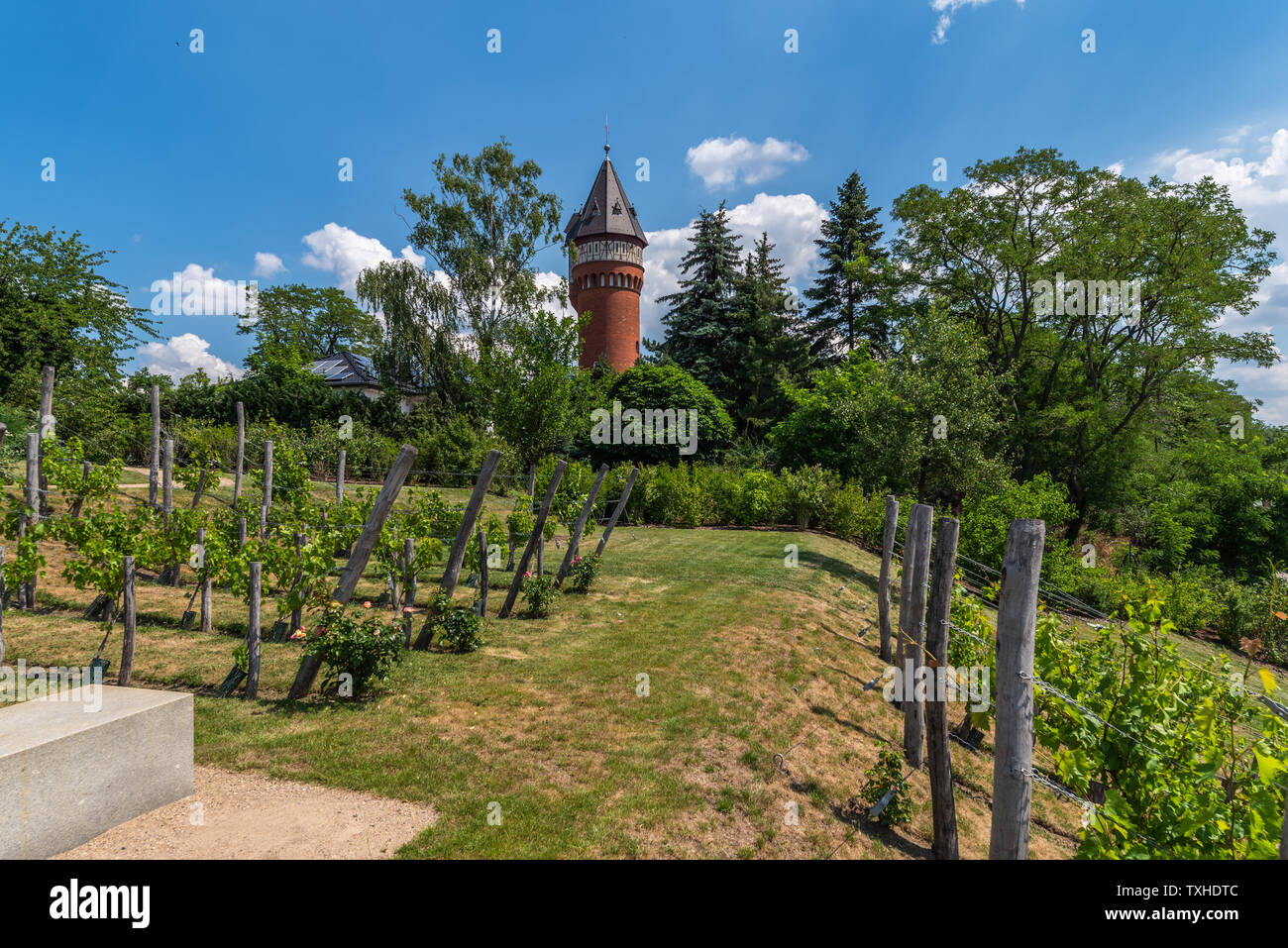 Weinberg und Wasserturm, Burg bei Magdeburg, Sachsen-Anhalt, im Sommer Stock Photo