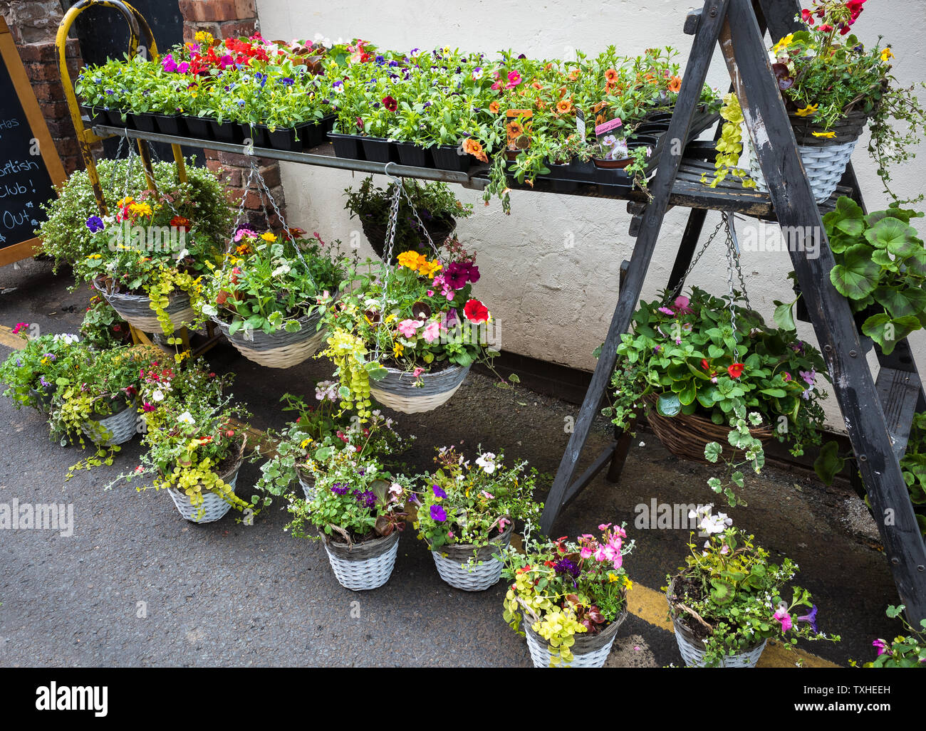 Hanging baskets for sale at an ourdoor market stall. Stock Photo