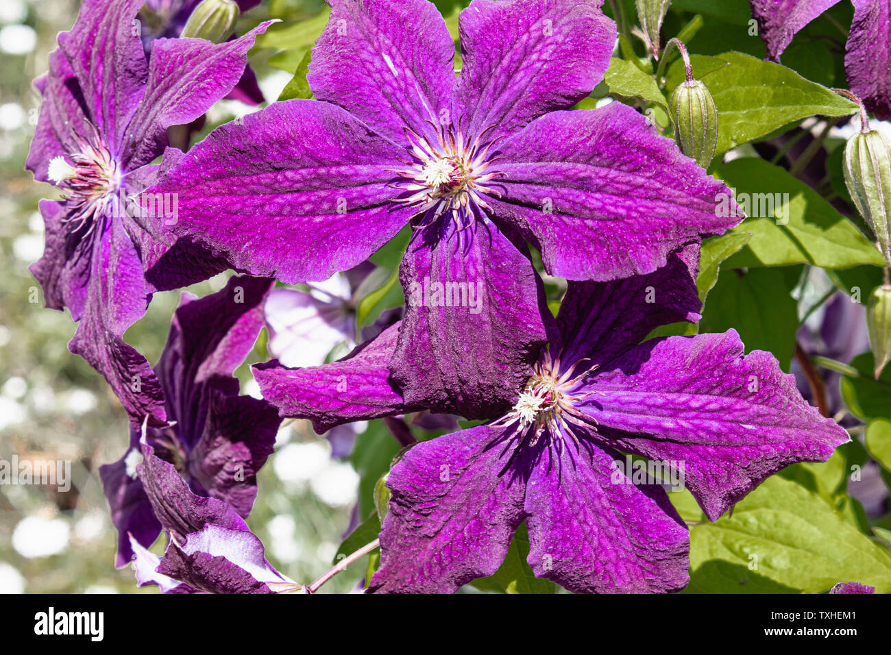 Клематис алиса фиск. Клематис алиса. Клематисы фото. Клематис листья. Клематис гибридный акайши.