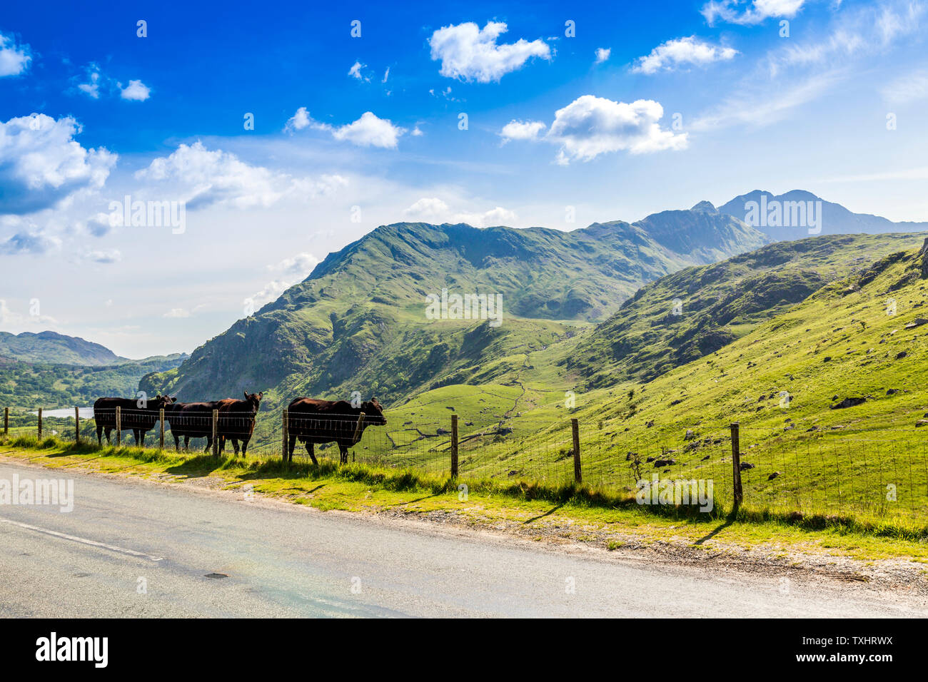 Welsh Black cattle alongside the road through the Nant Gwynant pass, Snowdonia National Park, Gwynedd, Wales, UK Stock Photo