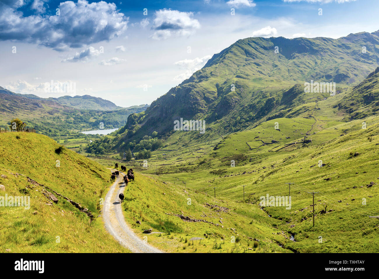 Welsh Black cattle grazing alongside the old road through the Nant Gwynant pass, Snowdonia National Park, Gwynedd, Wales, UK Stock Photo