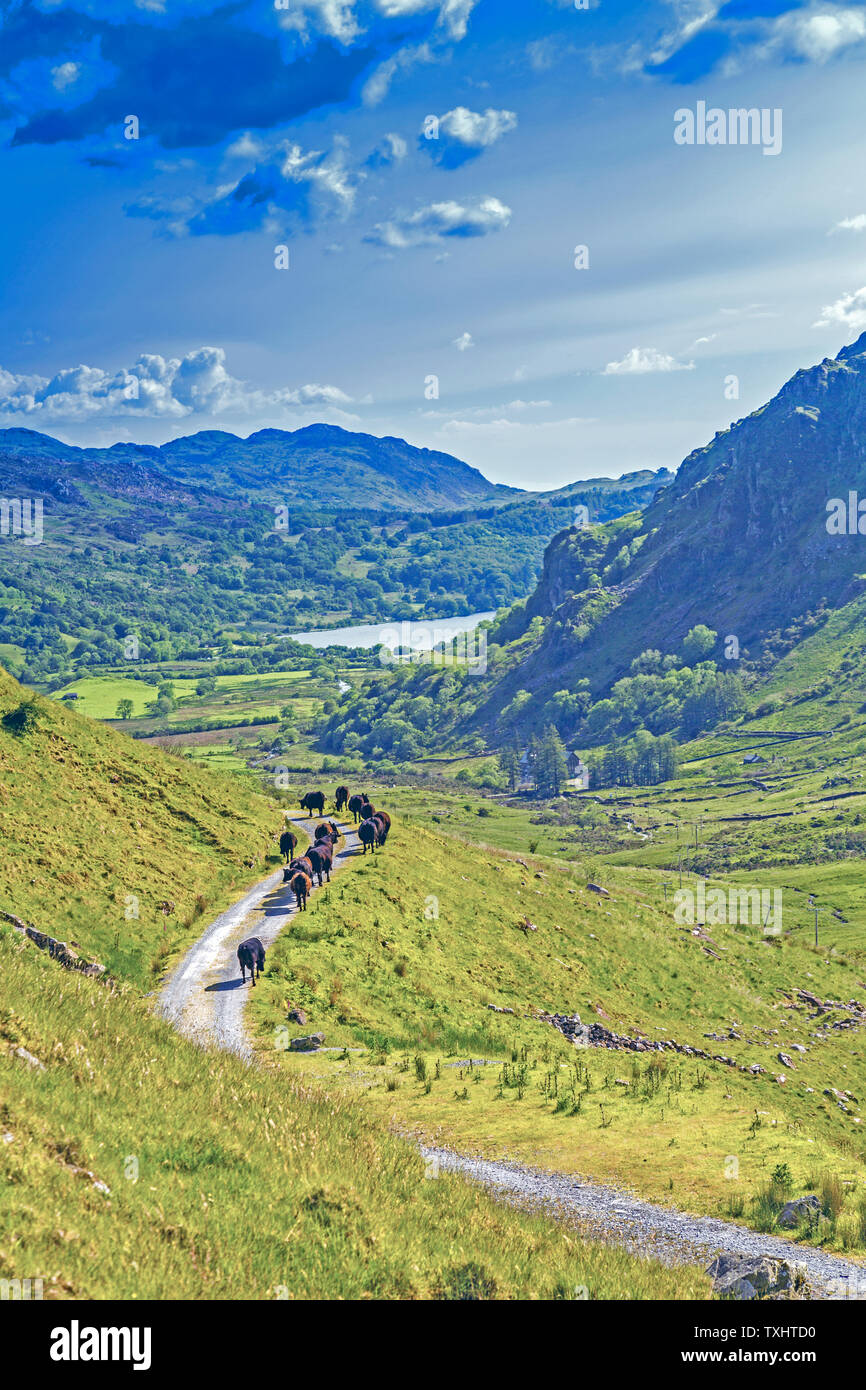 Welsh Black cattle grazing alongside the old road through the Nant Gwynant pass, Snowdonia National Park, Gwynedd, Wales, UK Stock Photo