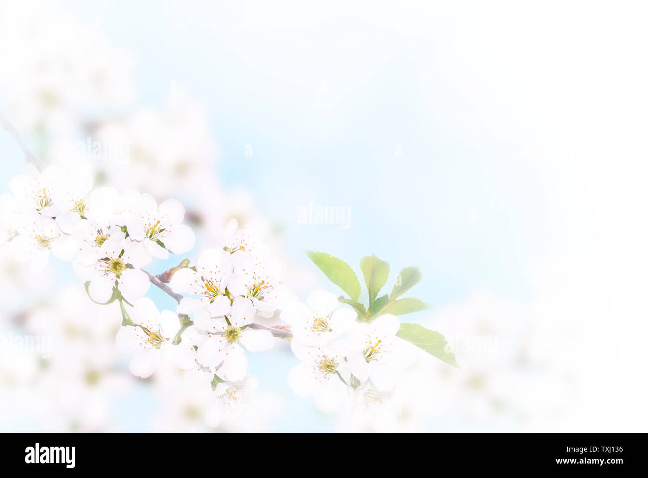 Branch of white spring blossom over blue sunny bokeh background close-up. Stock Photo