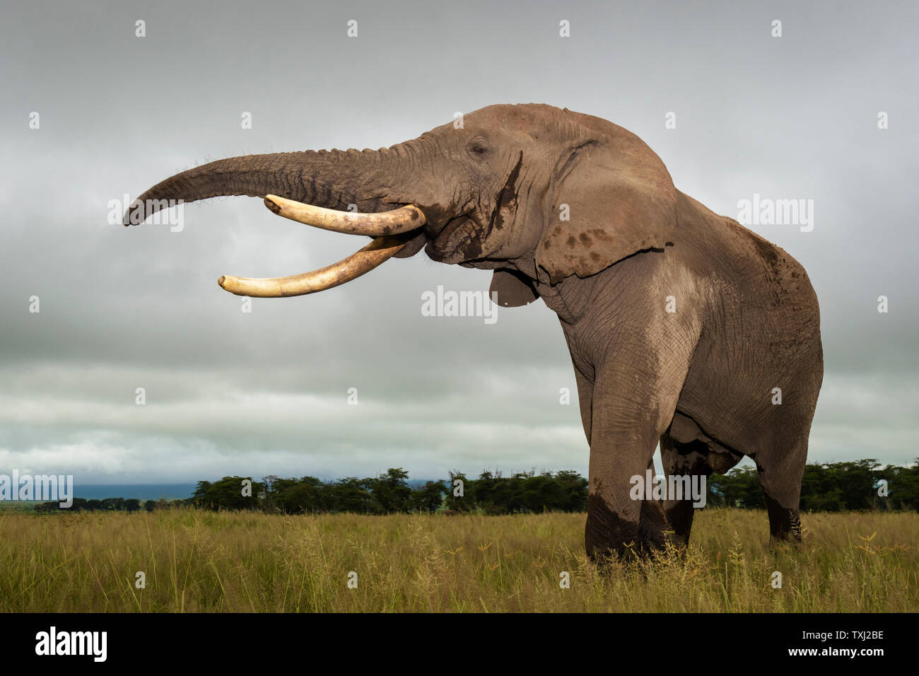 Elephant lifting trunk up hires stock photography and images Alamy