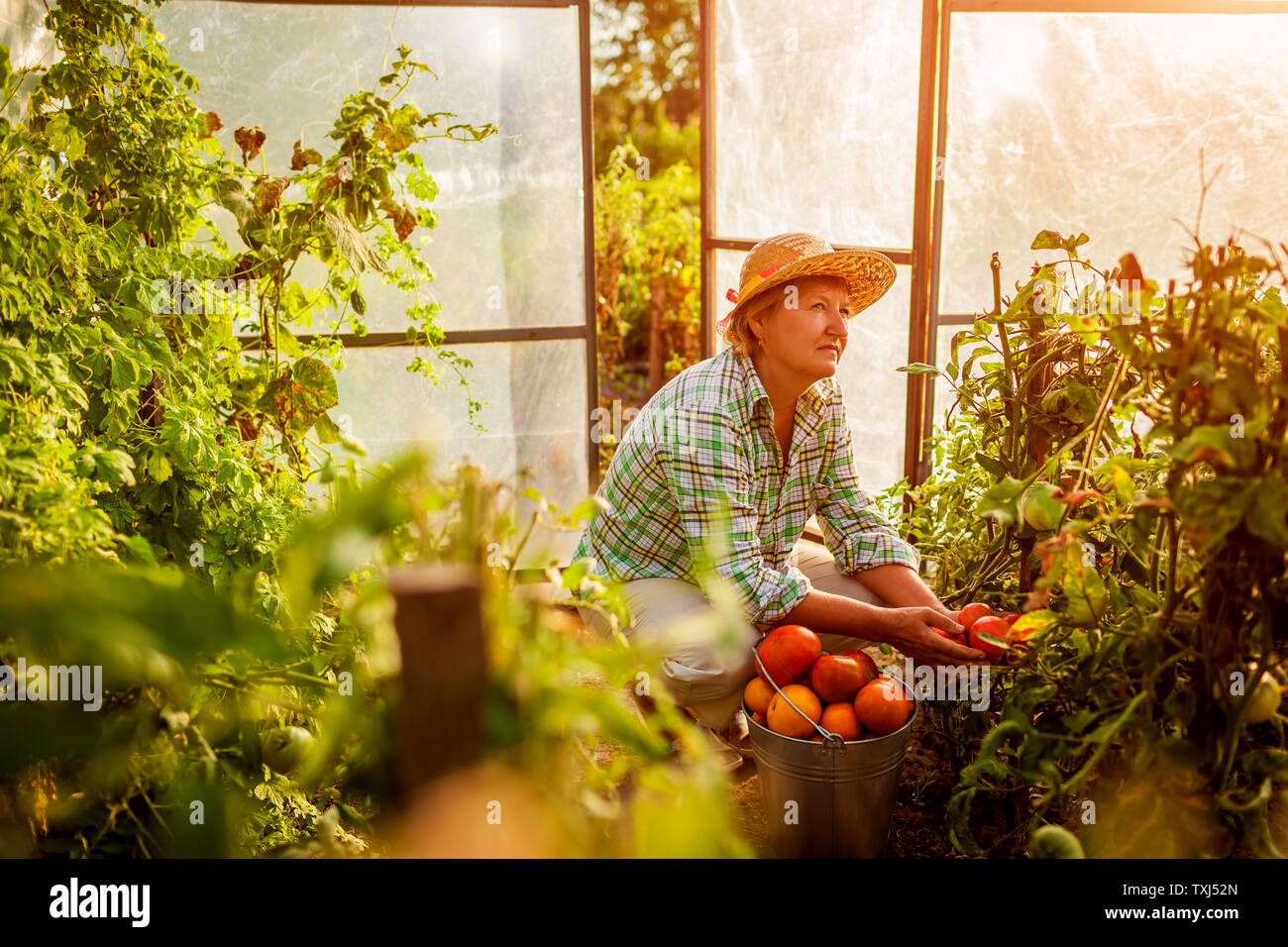 Senior woman farmer gathering crop of tomatoes at greenhouse on eco ...