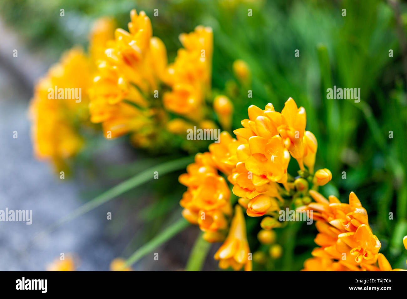 Kyoto, Japan residential area with closeup of yellow freesia flowers in garden and bokeh background Stock Photo