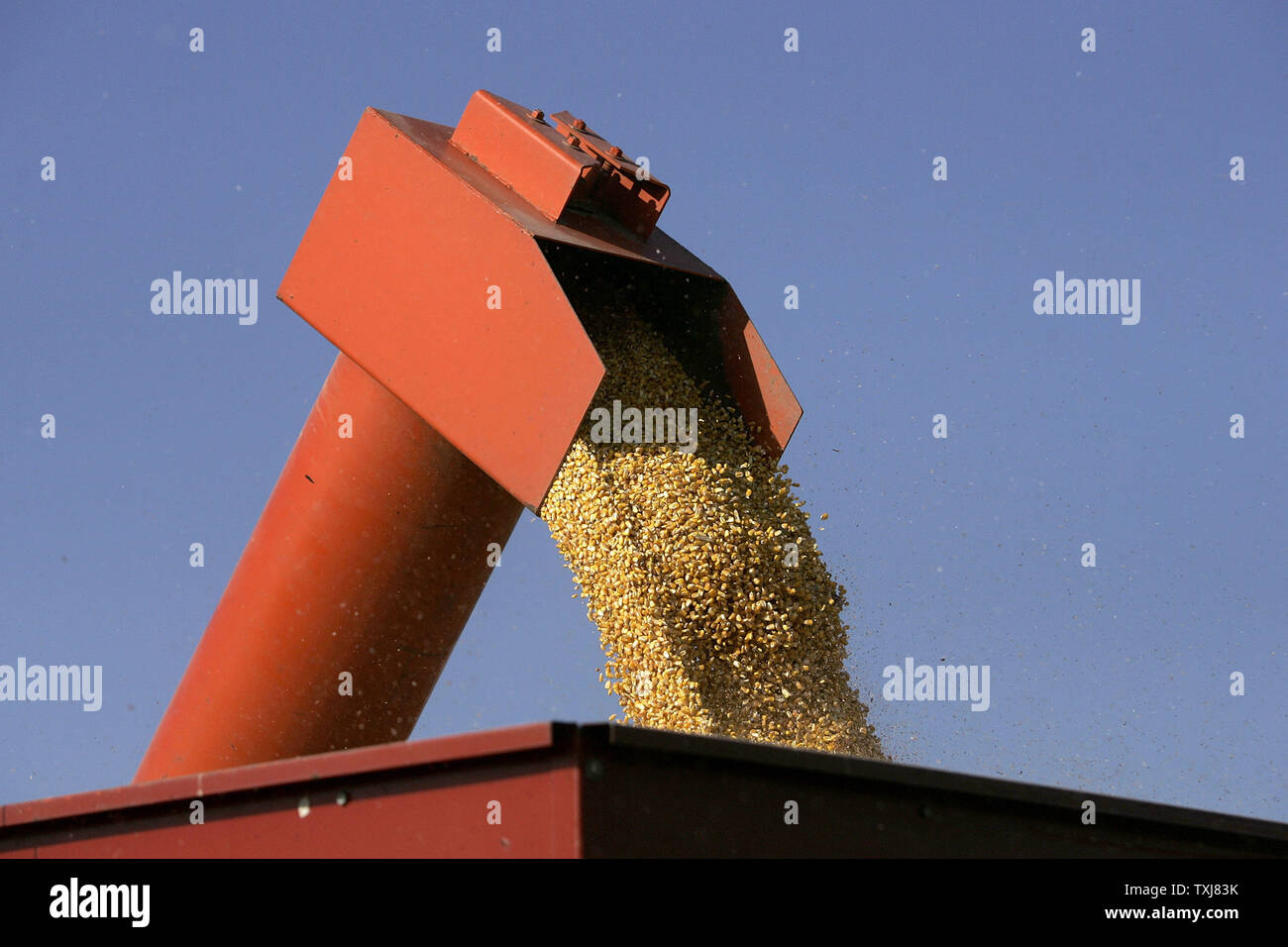 A grain elevator dumps corn into a truck near Manteno, Illinois on October 20, 2008. Corn for December delivery rose $0.155 per bushel at the Chicago Board of Trade closing at $4.185 Monday as rebounding oil markets shift investor focus to commodities. (UPI Photo/Brian Kersey) Stock Photo