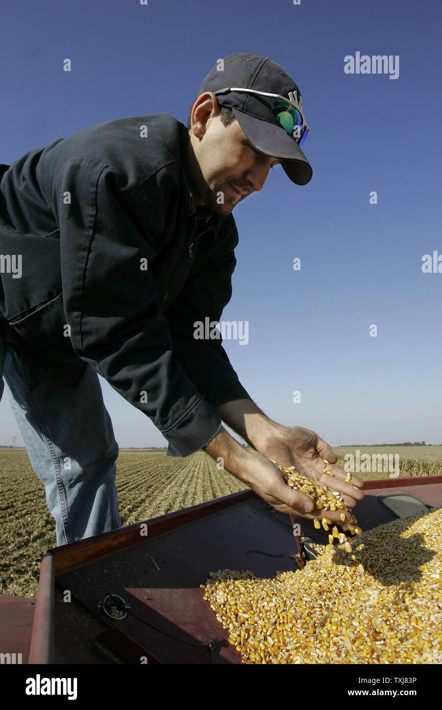 Brad Weber checks his corn harvest near Manteno, Illinois on October 20, 2008. Corn for December delivery rose $0.155 per bushel at the Chicago Board of Trade closing at $4.185 Monday as rebounding oil markets shift investor focus to commodities. (UPI Photo/Brian Kersey) Stock Photo
