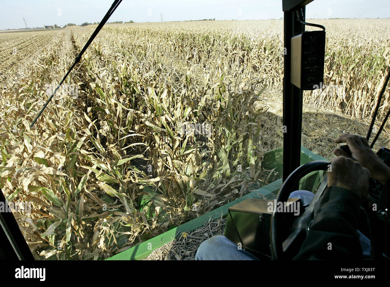 Brad Weber harvests corn on land he rents near Manteno, Illinois on October 20, 2008. Corn for December delivery rose $0.155 per bushel at the Chicago Board of Trade closing at $4.185 Monday as rebounding oil markets shift investor focus to commodities. (UPI Photo/Brian Kersey) Stock Photo