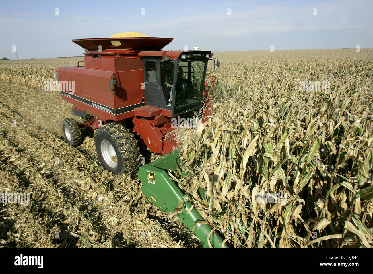 Brad Weber harvests corn on land he rents near Manteno, Illinois on October 20, 2008. Weber farms 450 acres part-time but hopes to acquire more land so that he can be a full-time farmer. Corn for December delivery rose $0.155 per bushel at the Chicago Board of Trade closing at $4.185 Monday as rebounding oil markets shift investor focus to commodities. (UPI Photo/Brian Kersey) Stock Photo