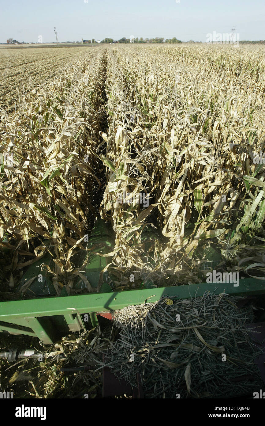 A combine harvests corn near Manteno, Illinois on October 20, 2008. Corn for December delivery rose $0.155 per bushel at the Chicago Board of Trade closing at $4.185 Monday as rebounding oil markets shift investor focus to commodities. (UPI Photo/Brian Kersey) Stock Photo