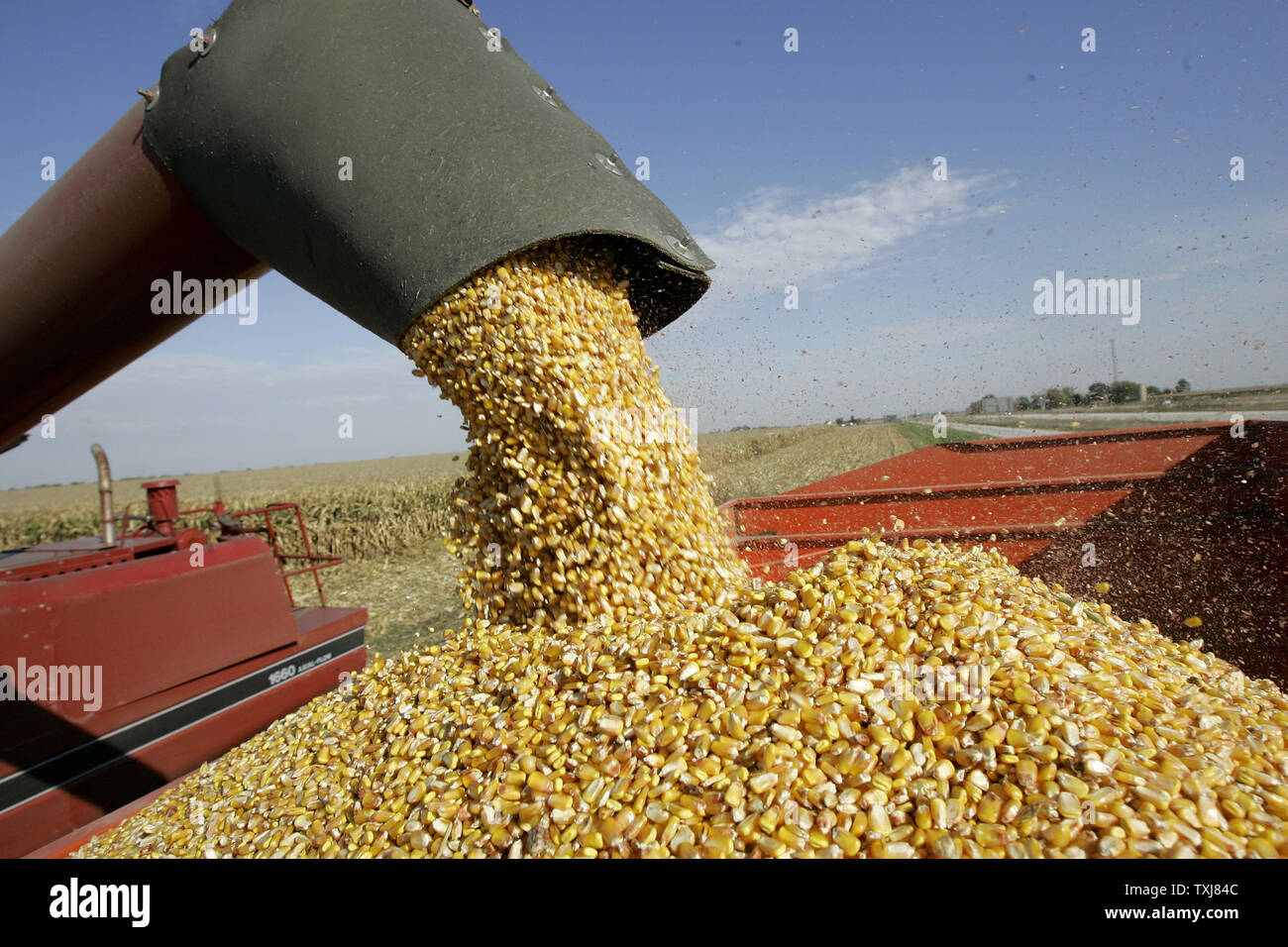 A combine unloads corn on farmland near Manteno, Illinois on October 20, 2008. Corn for December delivery rose $0.155 per bushel at the Chicago Board of Trade closing at $4.185 Monday as rebounding oil markets shift investor focus to commodities. (UPI Photo/Brian Kersey) Stock Photo