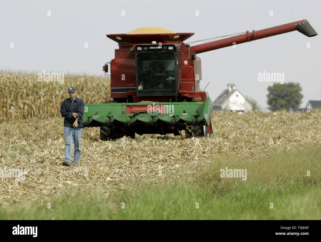 Brad Weber harvests corn on land he rents near Manteno, Illinois on October 20, 2008. Weber farms 450 acres part-time but hopes to acquire more land so that he can be a full-time farmer. Corn for December delivery rose $0.155 per bushel at the Chicago Board of Trade closing at $4.185 Monday as rebounding oil markets shift investor focus to commodities. (UPI Photo/Brian Kersey) Stock Photo