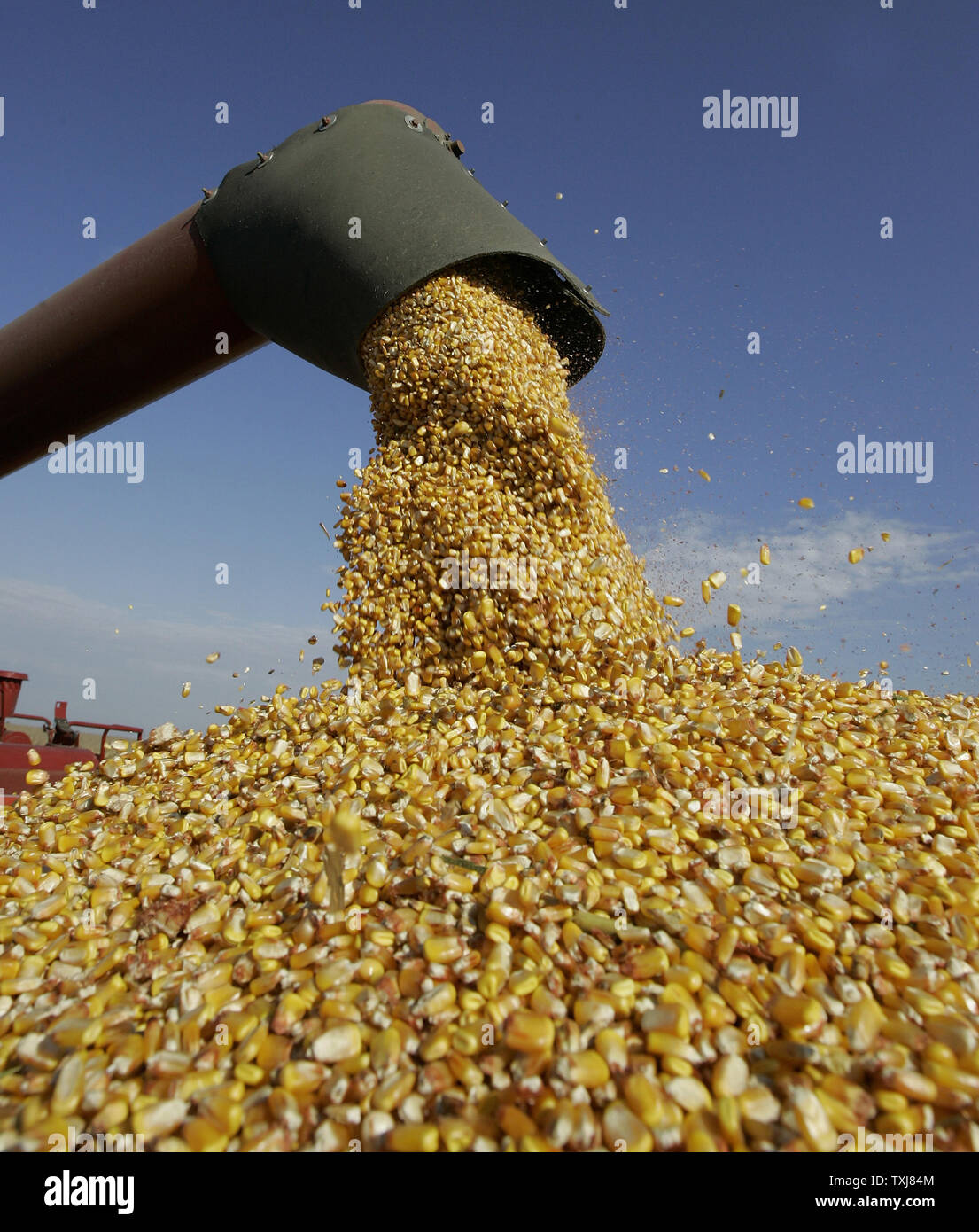 A combine unloads corn on farmland near Manteno, Illinois on October 20, 2008. Corn for December delivery rose $0.155 per bushel at the Chicago Board of Trade closing at $4.185 Monday as rebounding oil markets shift investor focus to commodities. (UPI Photo/Brian Kersey) Stock Photo
