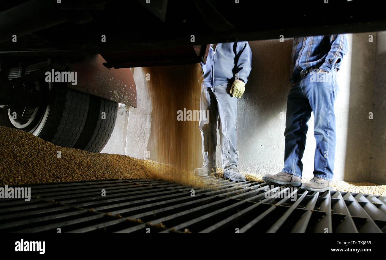 Gary Weber (R) stands with Chester Cleveland as he unloads his son's corn at the grain elevator in Manteno, Illinois on October 20, 2008. Corn for December delivery rose $0.155 per bushel at the Chicago Board of Trade closing at $4.185 Monday as rebounding oil markets shift investor focus to commodities. (UPI Photo/Brian Kersey) Stock Photo