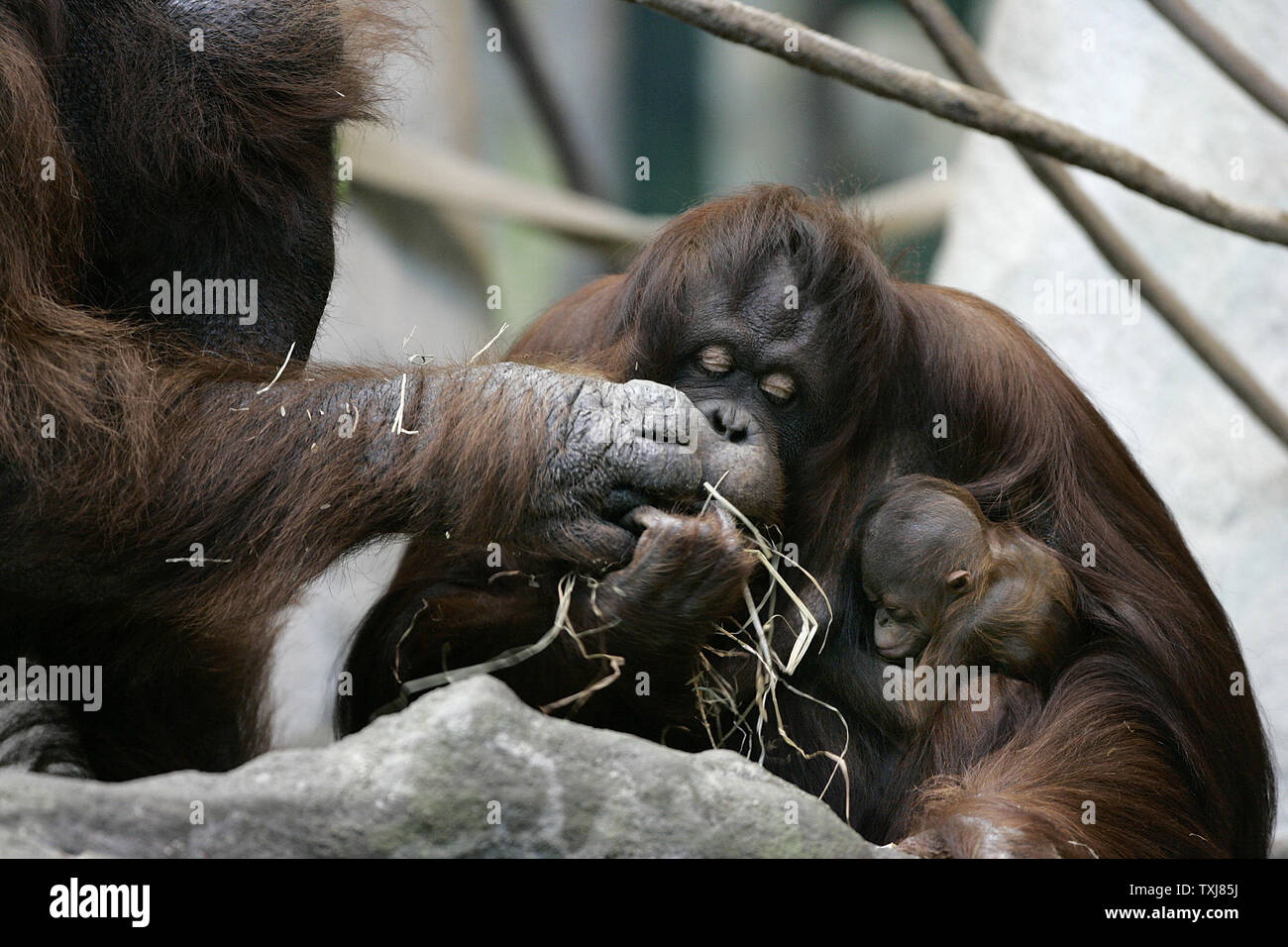 Bornean Orangutan Sophia 27 C A Highly Endangered Species In The Wild Sits With Her Newborn Infant Female And The Baby S Father Ben 30 L At The Brookfield Zoo On October 23 2008 Bornean Orangutan Sophia 27 C A Highly Endangered Species In The Wild Sits With Her Newborn Infant Female And The Baby S Father Ben 30 L At The Brookfield Zoo On October 23 2008
