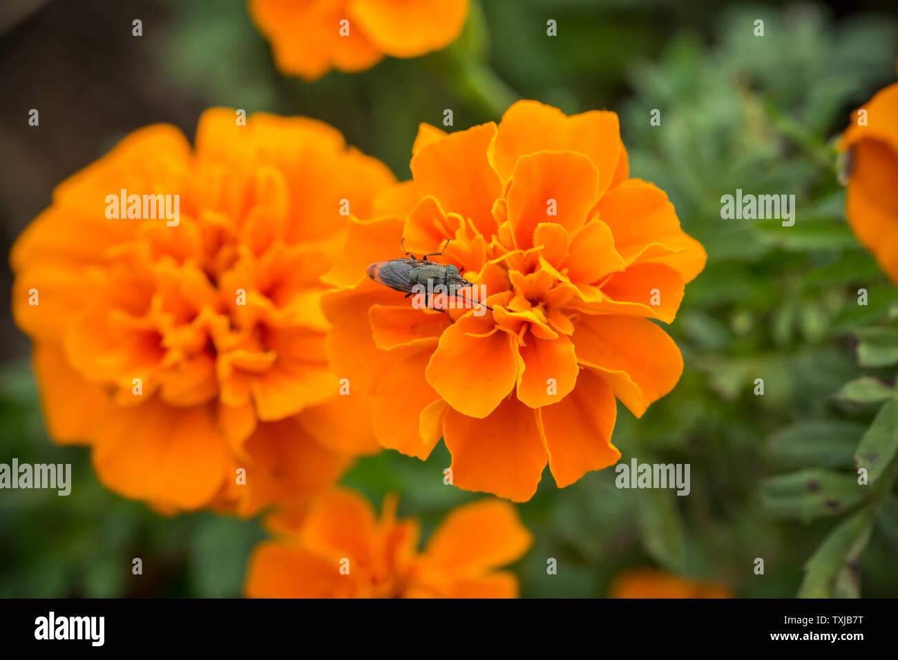 no-mouth-and-nose-fly-stock-photo-alamy