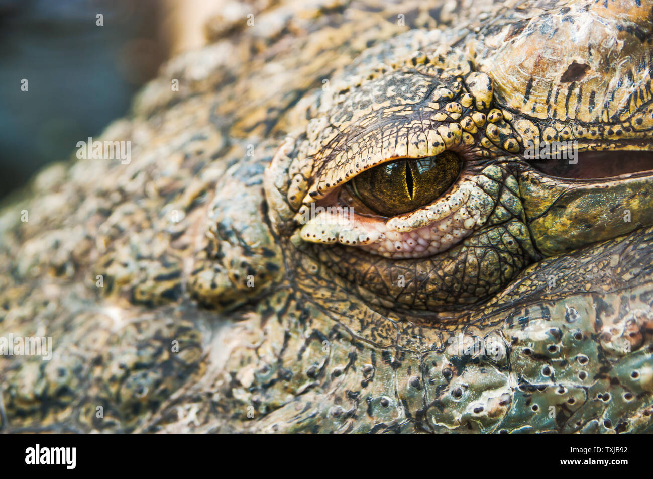Siamese crocodiles hi-res stock photography and images - Alamy