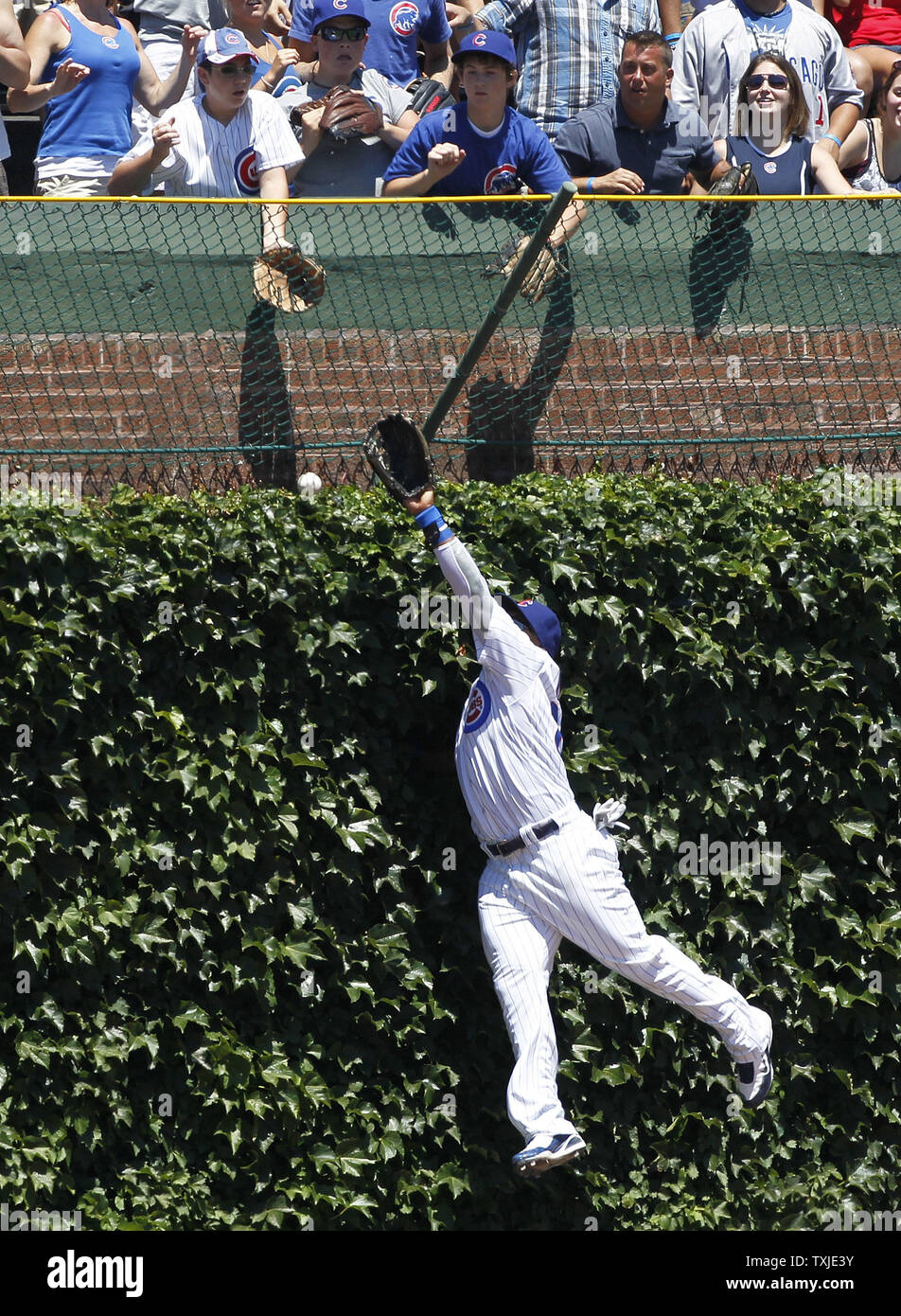 Cubs selling Wrigley Field ivy leaves from 2016 season for $200 a pop