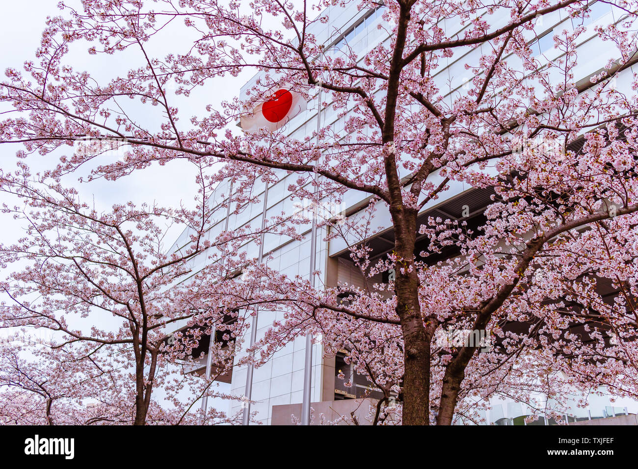 Japanese flag (also known as the Sun-mark flag, Nisshōki or Hinomaru) blowing in the wind through cherry blossom, or sakura trees Stock Photo