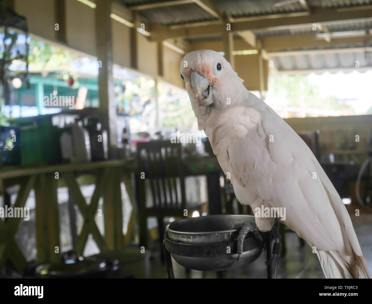 Parrots White Parrots In Farm White Macaw Parrot In Nature Parrot That Is A Pet Stock Photo Alamy,Oatmeal Cookie Shot