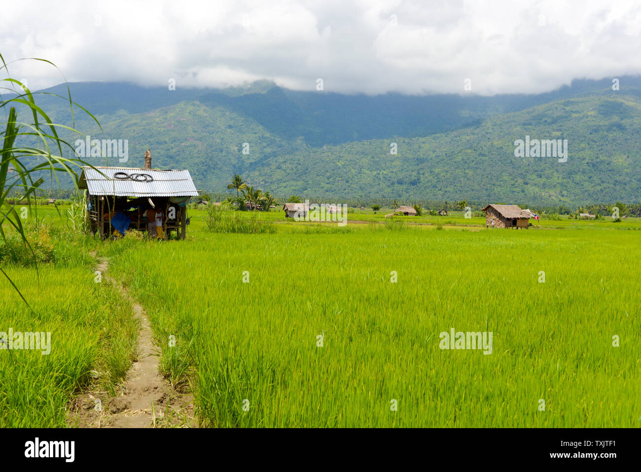 shacks on a rice field in the philippines Stock Photo