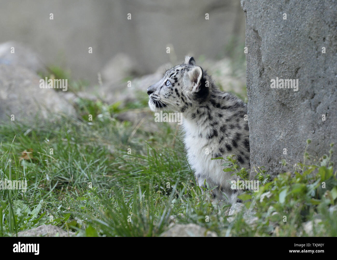 A three month old snow leopard cub makes his public debut at A three month old snow leopard cub makes his public debut at