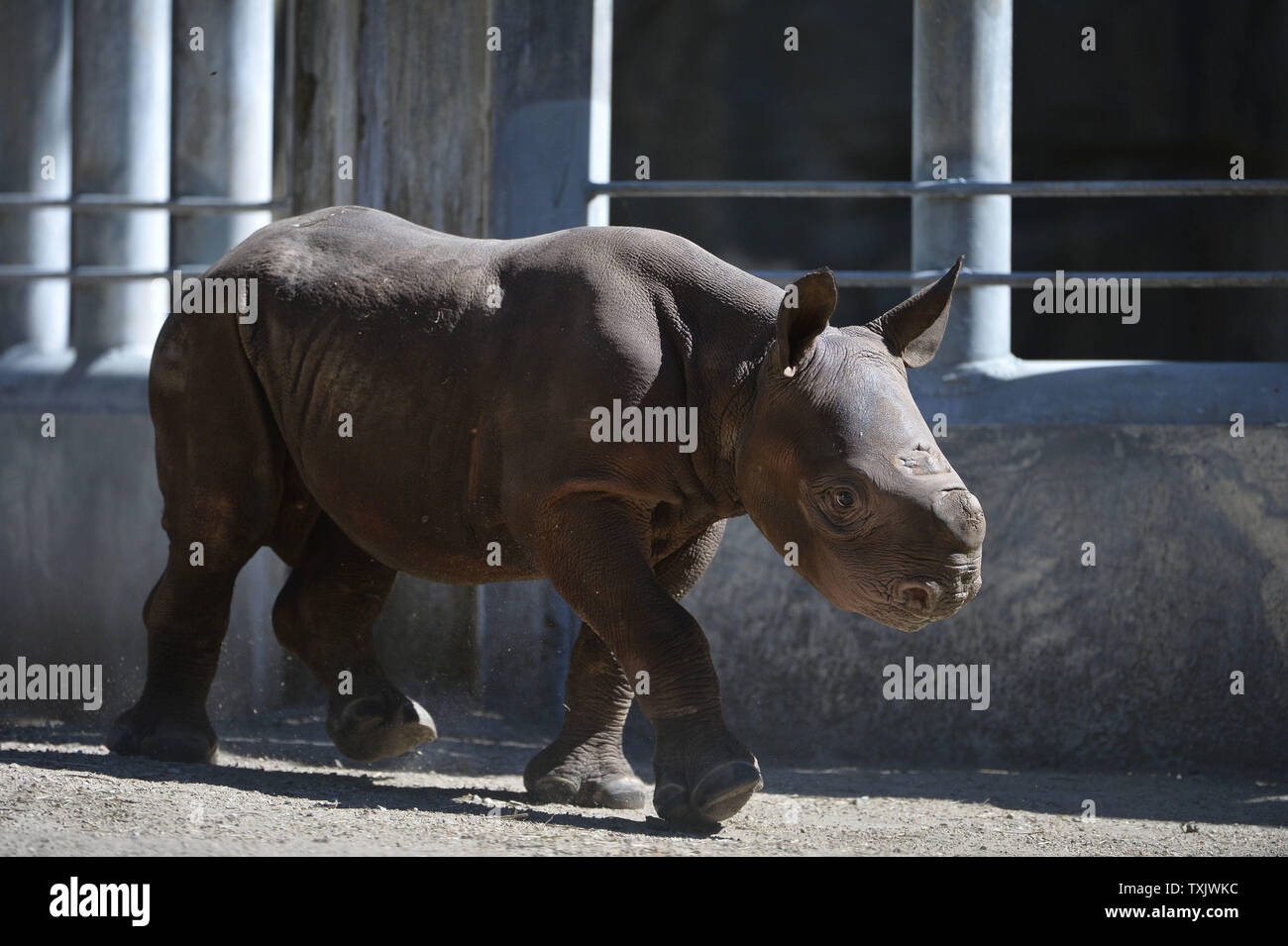 King, a one-month-old eastern black rhinoceros, walks through its habitat at the Lincoln Park Zoo in Chicago on September, 26, 2013. King, who made its public debut on September 17, was born on August 26 and is the first of the species born at the zoo since 1989. The eastern black rhinoceros is an endangered species with only 5,000 surviving in the wild.    UPI/Brian Kersey Stock Photo