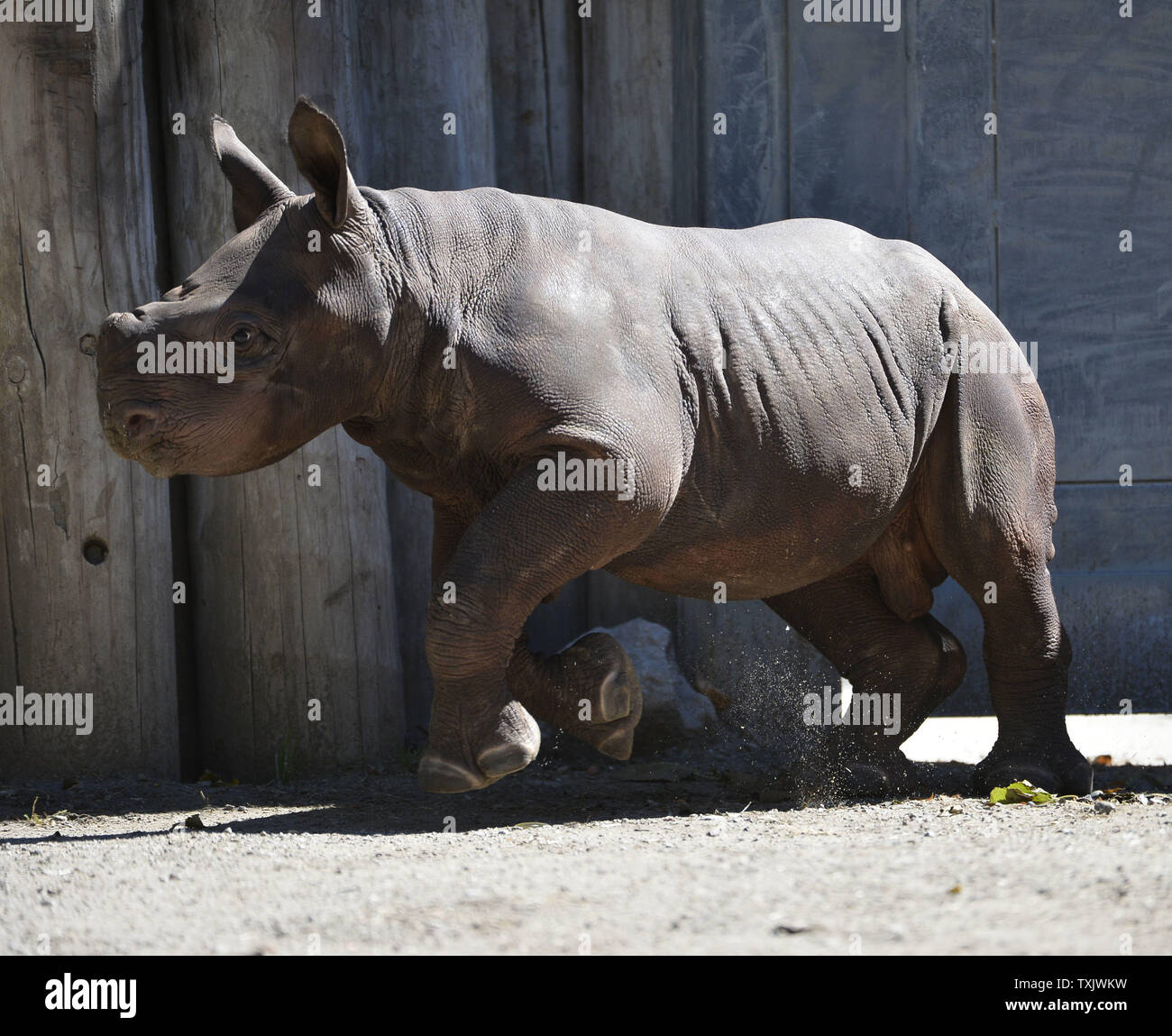 King, a one-month-old eastern black rhinoceros, runs in its habitat at the Lincoln Park Zoo in Chicago on September, 26, 2013. King, who made its public debut on September 17, was born on August 26 and is the first of the species born at the zoo since 1989. The eastern black rhinoceros is an endangered species with only 5,000 surviving in the wild.    UPI/Brian Kersey Stock Photo