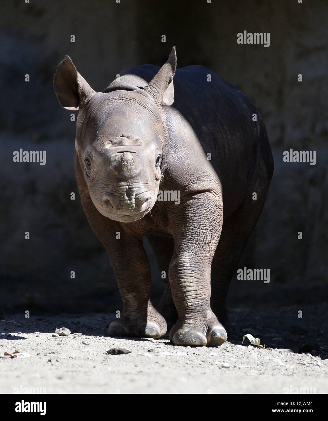 King, a one-month-old eastern black rhinoceros, stands in its habitat at the Lincoln Park Zoo in Chicago on September, 26, 2013. King, who made its public debut on September 17, was born on August 26 and is the first of the species born at the zoo since 1989. The eastern black rhinoceros is an endangered species with only 5,000 surviving in the wild.    UPI/Brian Kersey Stock Photo