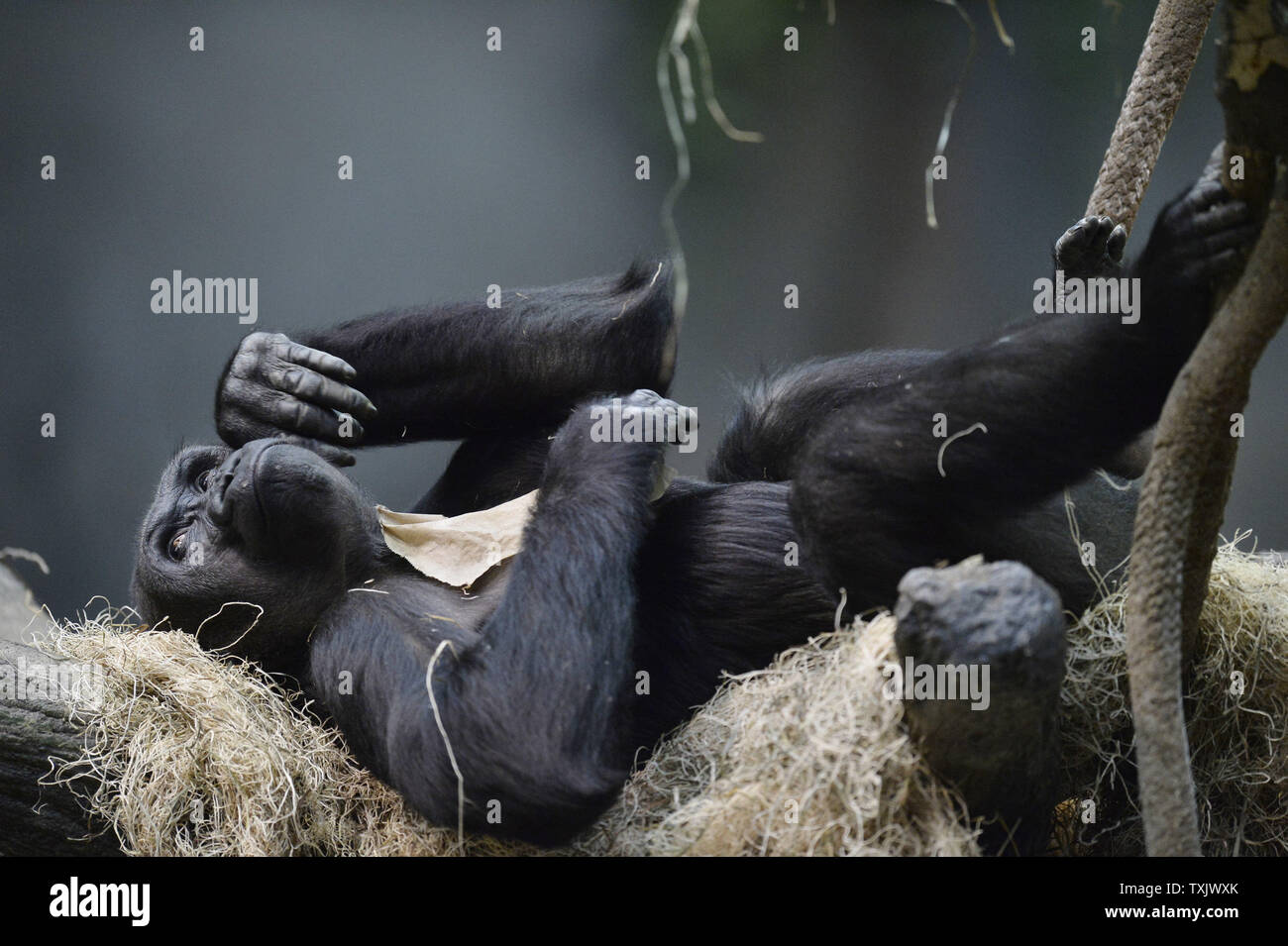 Binti gorilla hires stock photography and images Alamy